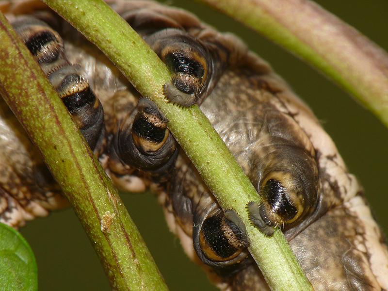 Agrius convolvuli, Sphingidae